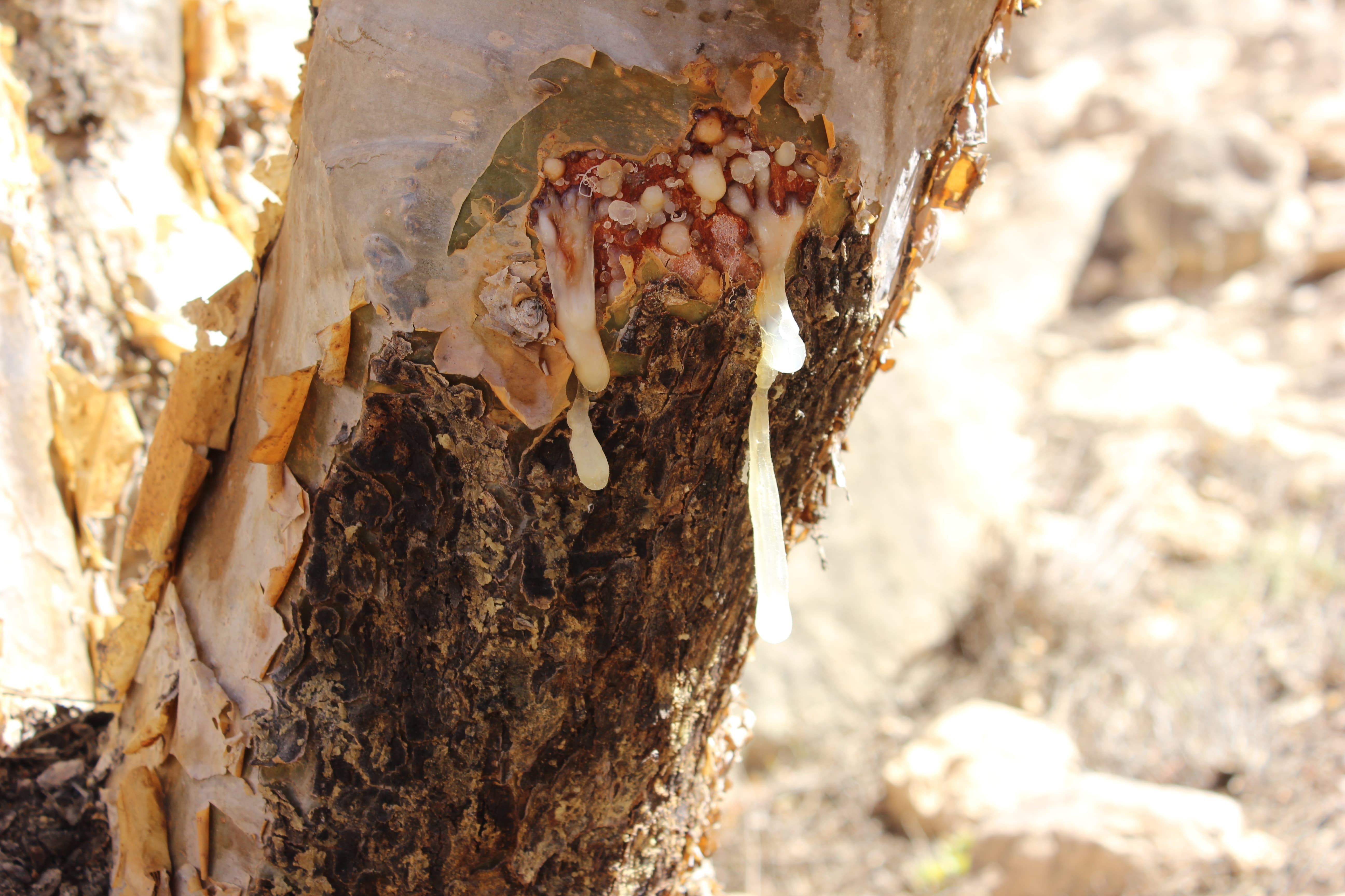 Plant Image
